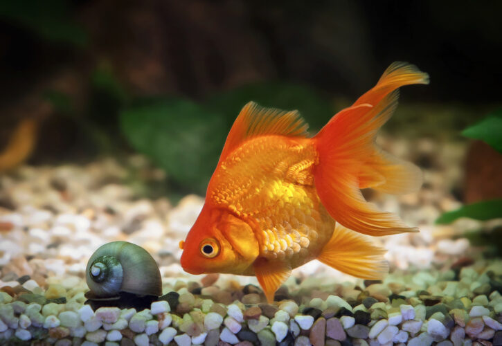 The attention span delusion: goldfish, chill-hop, and consumer-first thinking