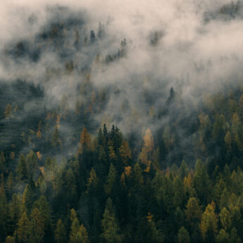 Misty evergreen forest covering rolling hills with low clouds drifting through the treetops. The dense green and golden foliage creates a moody autumn landscape that captures the quiet atmosphere of a foggy mountain forest.