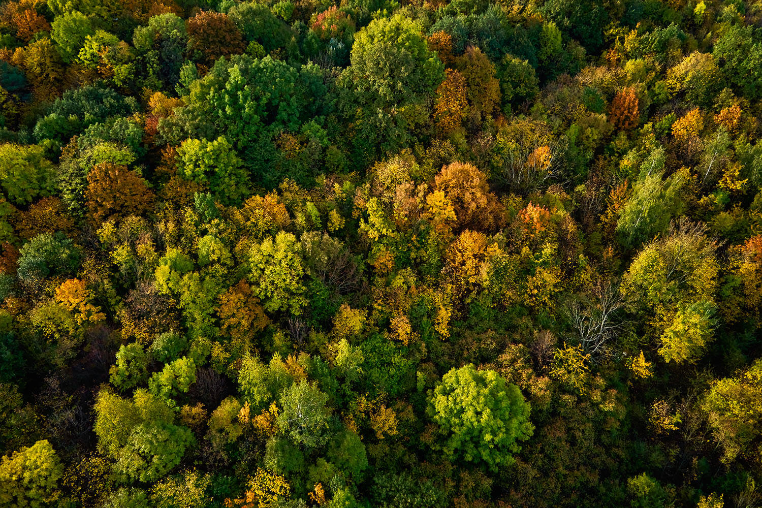 Decarbonisation in Digital: How Advertisers Can Reduce Carbon Emissions ...